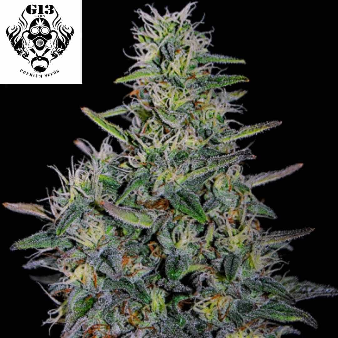 Cherry Pavlova Cannabisknospe mit dichten, harzigen Blüten, vielen weißen Pistillen und kompakten Calyx-Strukturen