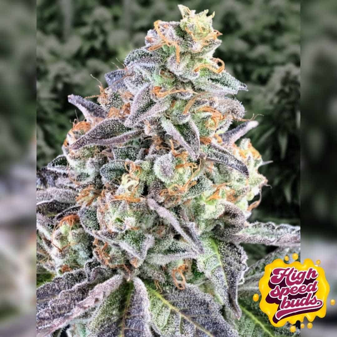 Chery Pie Auto mit dichter, harziger Blüte, violetten Zuckerblättern und orangefarbenen Blütenfäden