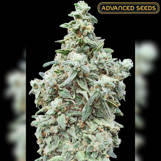 Dicht gewachsene Cherry Pie Blüte mit harzigen, kristallbedeckten Buds und kräftig grünen Blättern.