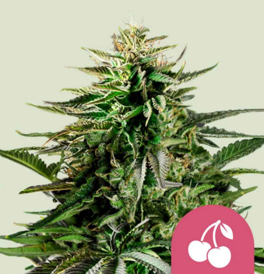 Kompakte Cherry Pie Cannabispflanze mit dichten, harzigen Blüten und auffällig violetten Akzenten