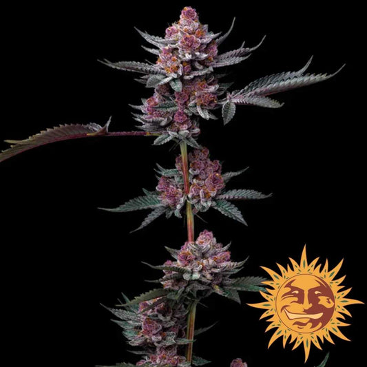 Cherry Poppers Pflanze mit dichten violett-roten Blüten und harzigen Trichomen