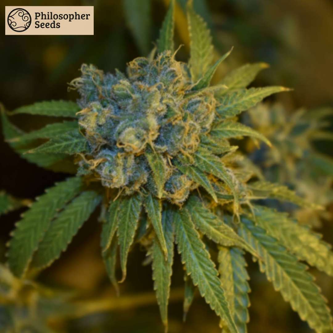 Cherry Punch Auto Blüte mit dichten, harzigen Buds und orangefarbenen Härchen auf kompakten Cannabisblüten