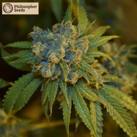 Cherry Punch Auto Blüte mit dichten, harzigen Buds und orangefarbenen Härchen auf kompakten Cannabisblüten