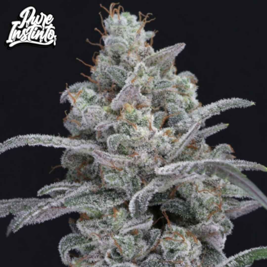 Chimera Crasher Blüte mit dichter Harzschicht und orangefarbenen Pistillen, kompakter Bud mit starkem Trichombesatz