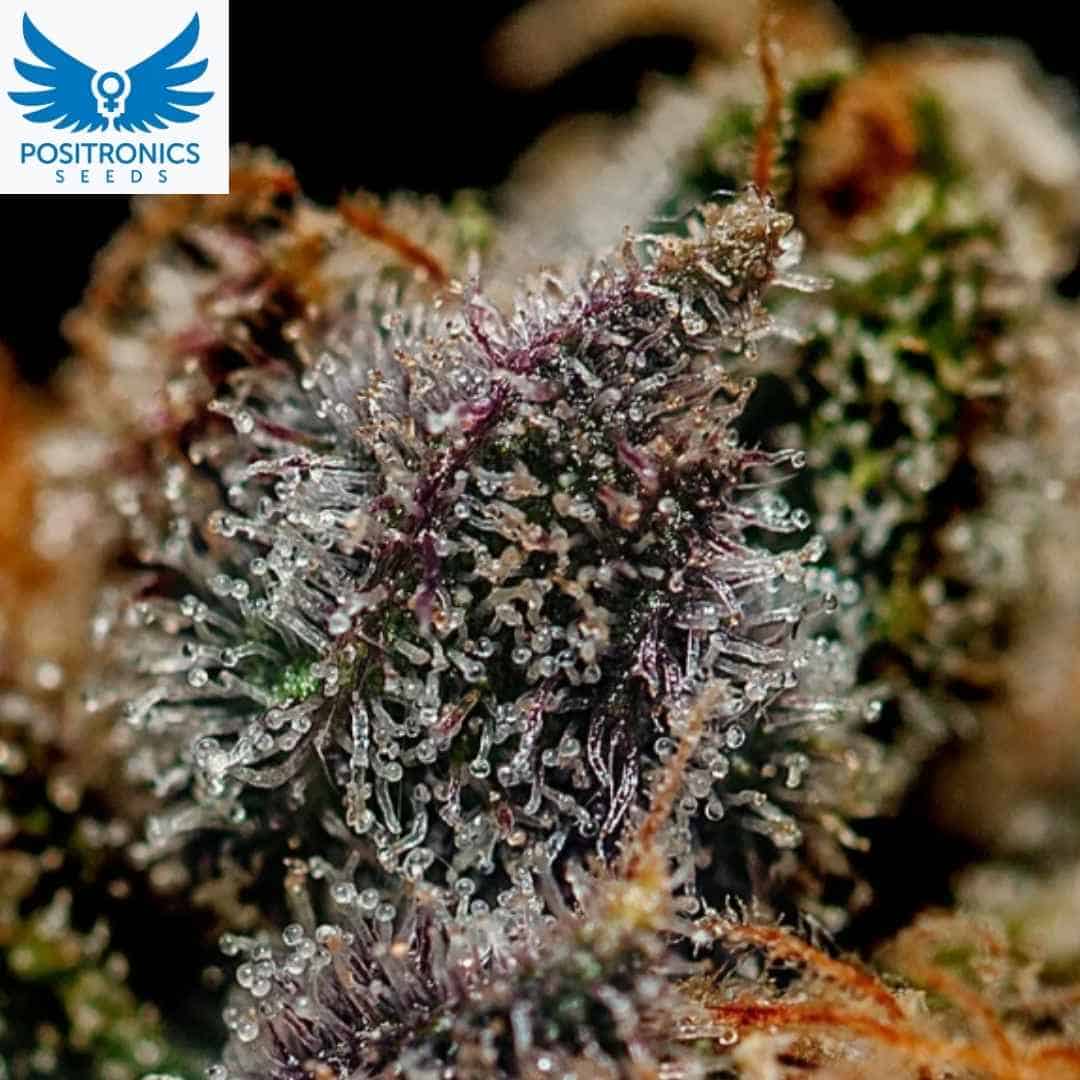 Chizpa by Zatu Cannabisblüte mit dichten Trichomen und violetten Harzdrüsen in der späten Blütephase