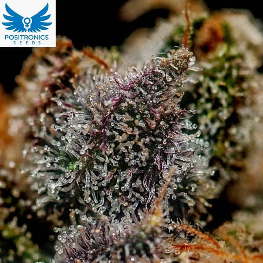 Chizpa by Zatu Cannabisblüte mit dichten Trichomen und violetten Harzdrüsen in der späten Blütephase