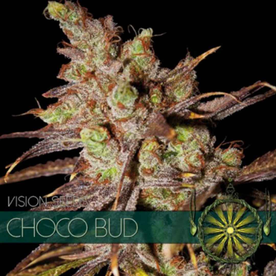 Choco Bud von Vision Seeds mit dichter harziger Blüte und sichtbaren Trichomen.