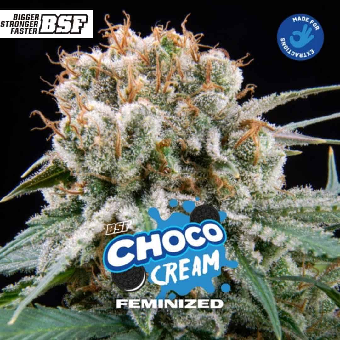 Choco Cream feminisierte Cannabissorte mit dichter Blüte, harzigen Trichomen und orangefarbenen Stempeln