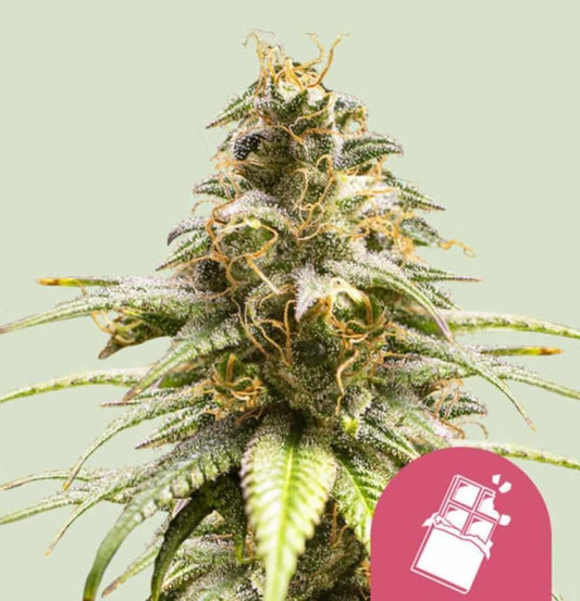 Chocolate Haze Blüte mit glitzerndem Harz, dichten hellgrünen Buds und leuchtend orangen Stigmen