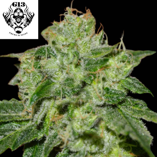 Harzreiche Cannabisblüte der Sorte Chocolate Heaven mit dichten grünen Buds und orangefarbenen Pistillen