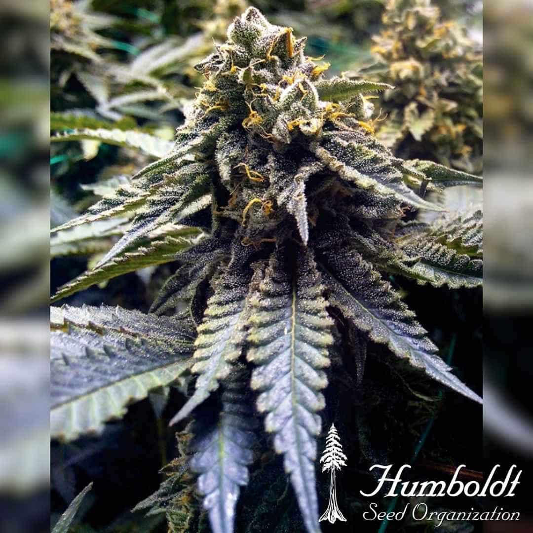 Chocolate Mint OG 2.0 Blüte mit dichten Trichomen und orangefarbenen Härchen in Nahaufnahme