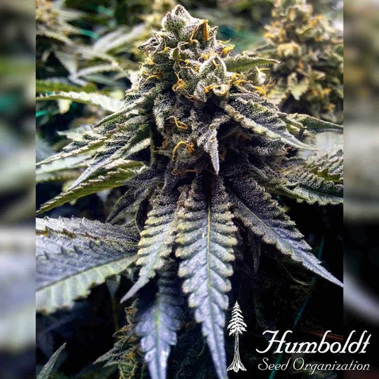 Chocolate Mint OG 2.0 Blüte mit dichten Trichomen und orangefarbenen Härchen in Nahaufnahme