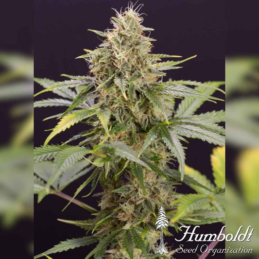 Blühende Chocolate Mint OG Auto mit dichten Buds, reichlich Harz und orangefarbenen Blütenhärchen.