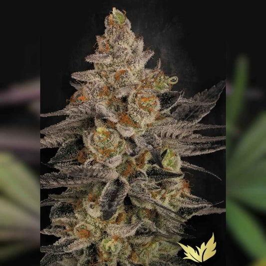 Dicht bewachsene Chocolate Wafflez Blüte mit dicker Harzschicht und orangefarbenen Blütenhärchen.