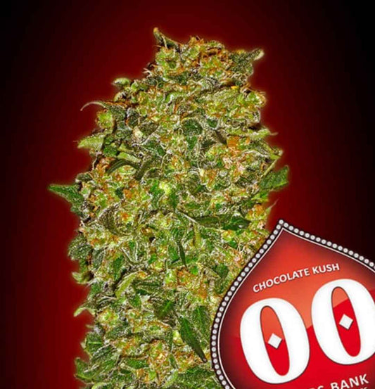 Nahaufnahme einer kompakten, harzigen Chocolate Kush Blüte mit orangefarbenen Härchen und dichten grünen Blättern.