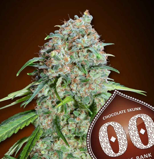 Kompakte Cannabisblüte der Sorte Chocolate Skunk CBD mit vielen Harzkristallen und orangefarbenen Blütenhaaren.
