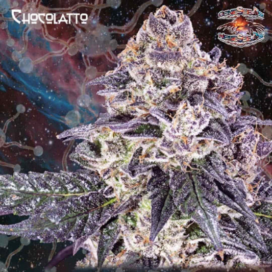 Chocolatto Cannabisblüte mit violetten Blättern, weißen Trichomen und orangefarbenen Blütenfäden