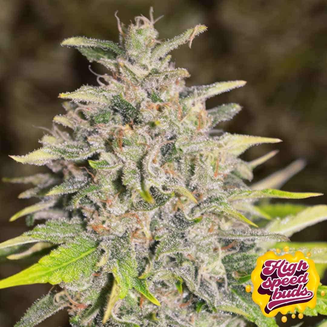 Reife Chocolope Auto Blüte mit dichter Harzschicht, sichtbaren Trichomen und kompakten Kelchen