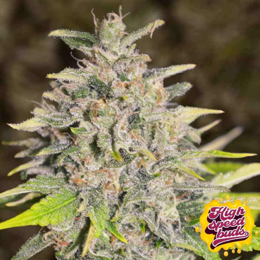 Reife Chocolope Auto Blüte mit dichter Harzschicht, sichtbaren Trichomen und kompakten Kelchen