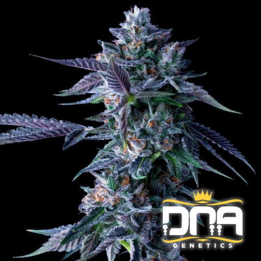 Dicht bewachsene Chocolope Blüte mit violetten und orangefarbenen Härchen, bedeckt von glitzernden Harzkristallen.