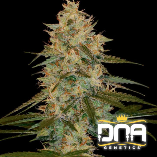 Dichte Chocolope Kush Blüte mit orangenen Härchen und funkelnden Trichomen, typischer Kush-Look