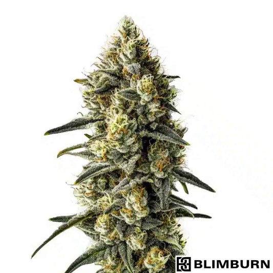 Cindy 99 Blüte mit dichten, harzigen Buds und orangefarbenen Stempeln