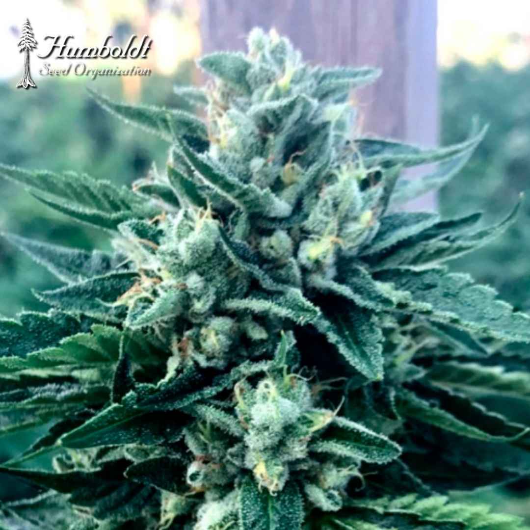 Harzige Cinnamon Buddha Cannabisblüte mit grünen Blättern und hellen Stempeln