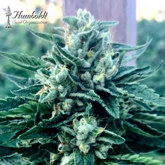 Harzige Cinnamon Buddha Cannabisblüte mit grünen Blättern und hellen Stempeln