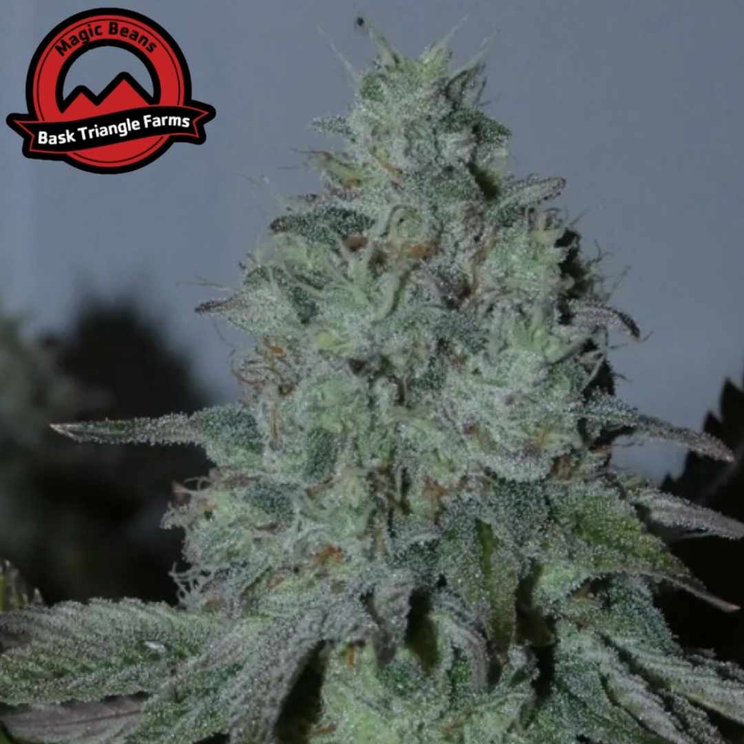 Citrus Hashquake Blüte mit dichten, harzigen Buds und sichtbaren Trichomen