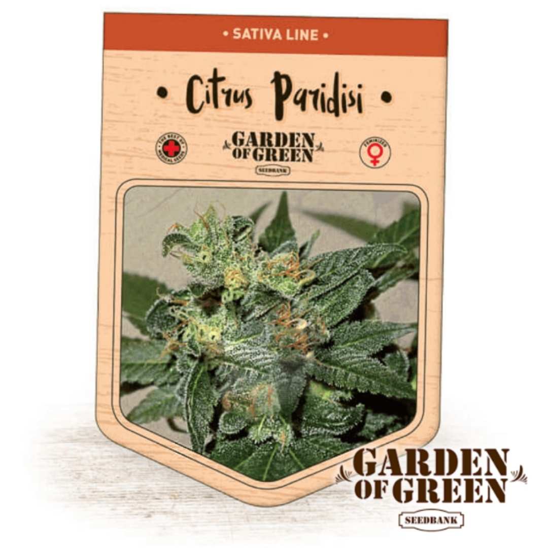 Frostige Blüte der Citrus Paradisi mit kräftigen Orangehärchen und dichter Harzschicht