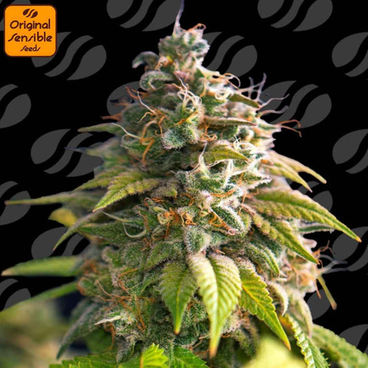 Dichte Citrus Slurp Cannabisblüte mit harzigen Trichomen, grünen Zuckerblättern und orangefarbenen Blütenfäden