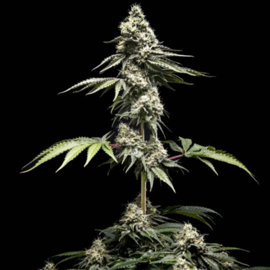 Clementine Slush von World Breeders mit dichter, harziger Cannabisblüte und schmalen Zuckerblättern.