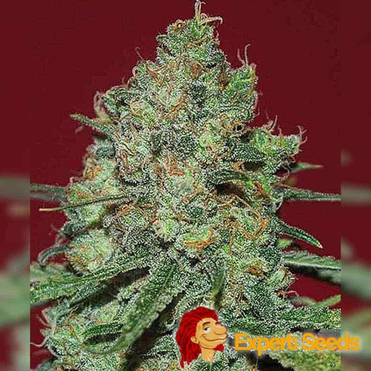 Dichte Clinical White CBD Blüte mit orangefarbenen Härchen und frostiger Harzschicht