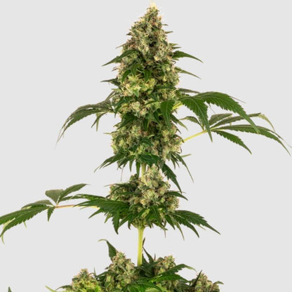 Cobalt Haze-Pflanze mit massiven Cola-Blüten und leuchtend grünen Fächerblättern