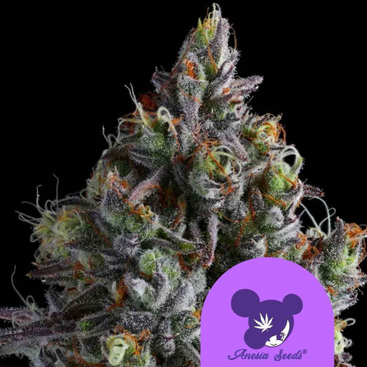 Nahaufnahme einer harzreichen Coco Jambo Cannabisknospe mit violetten Blütenblättern und orangefarbenen Härchen