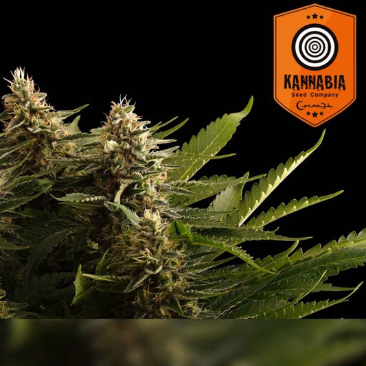 Colombian Jack Cannabisblüte mit dichten Buds, leuchtend orangefarbenen Härchen und harzüberzogenen Blättern