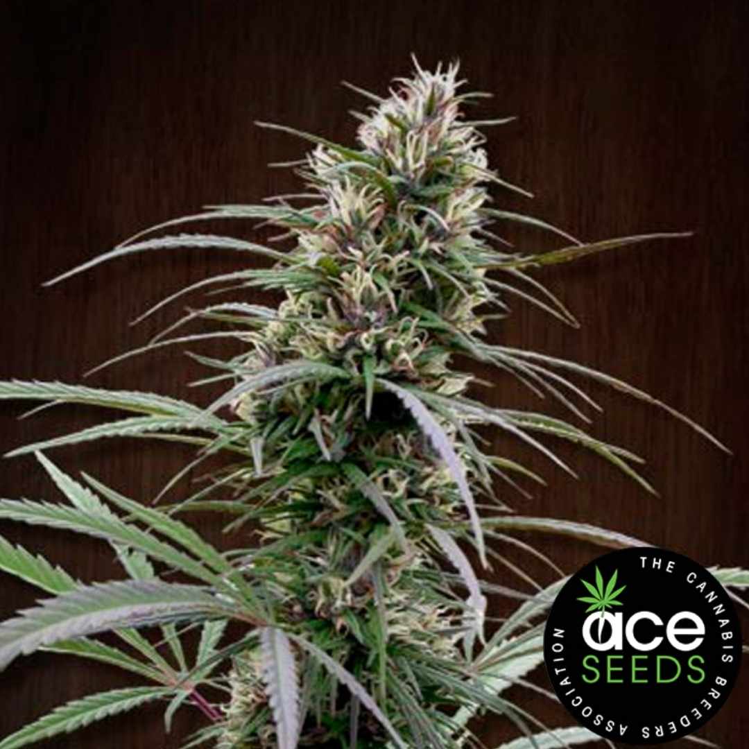 Kräftige Congo Pflanze mit langen, schmalen Blättern und harziger, hochgewachsener Blüte