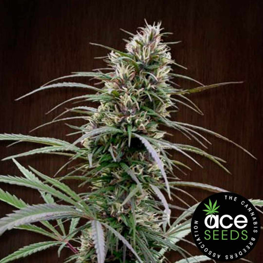 Kräftige Congo Pflanze mit langen, schmalen Blättern und harziger, hochgewachsener Blüte