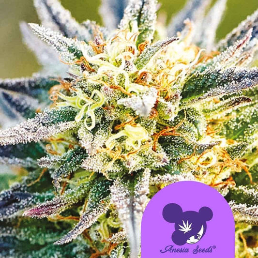 Knospe der Sorte Congo mit dichten Harzkristallen, orangefarbenen Blütenstempeln und grünen, violett getönten Blättern