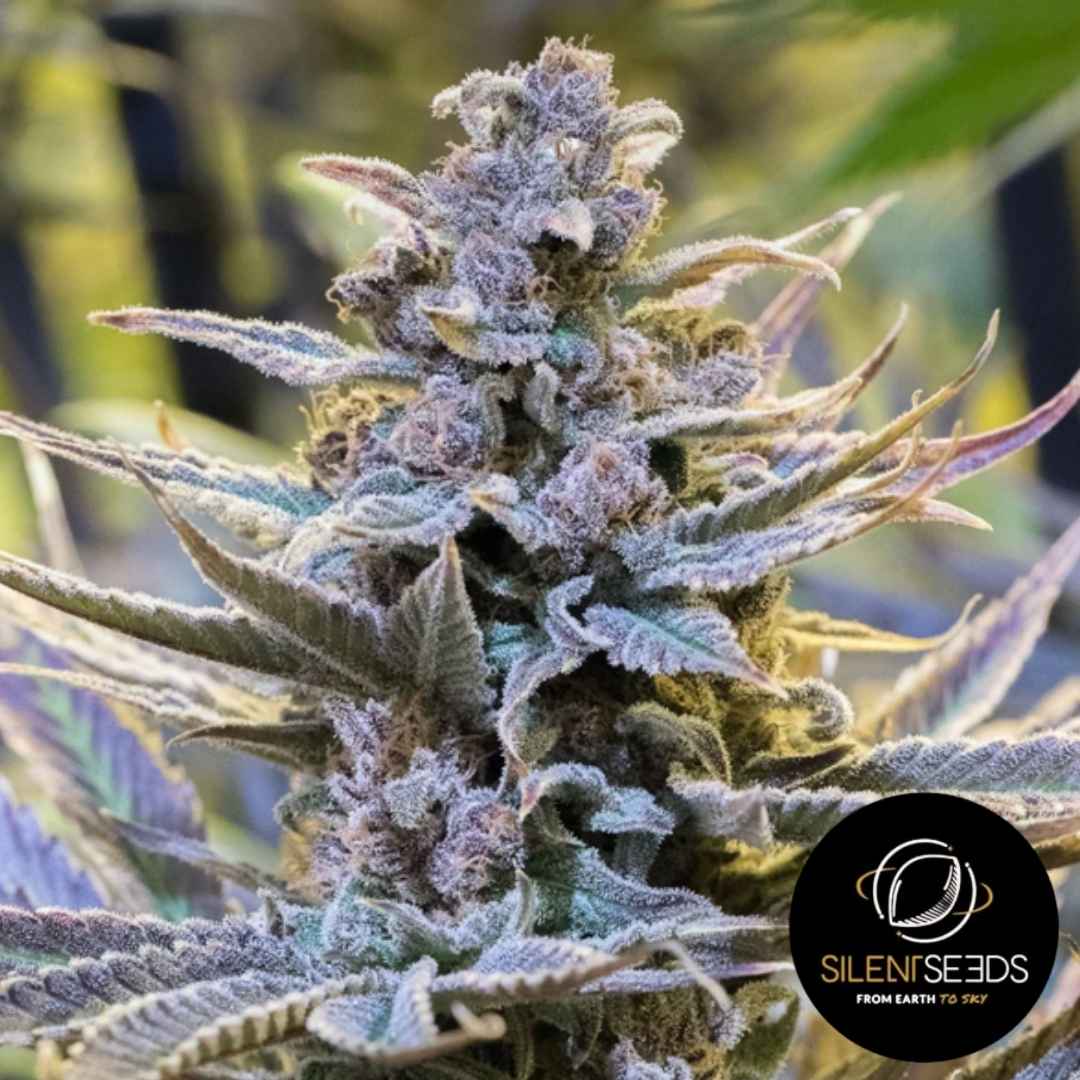 Dicht bewachsene Cookielato Blüte mit lilafarbenen Nuancen und einer dicken Schicht aus glänzenden Harztrichomen.