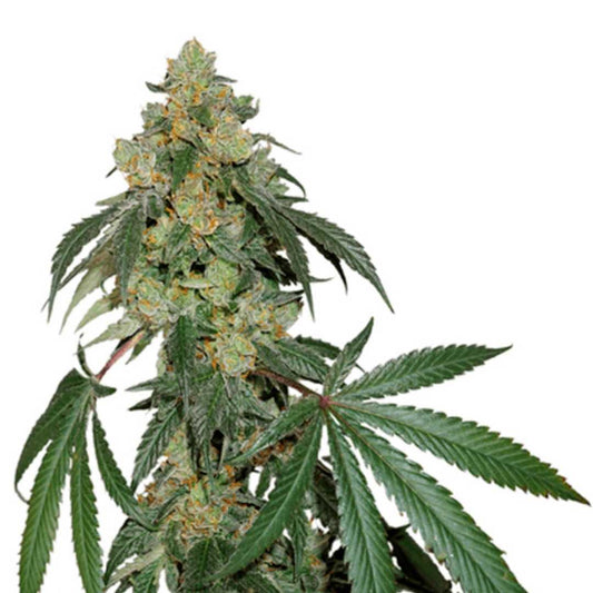 Cookies Fast Pflanze mit dichten grünen Blüten, orangen Härchen und Harztrichomen