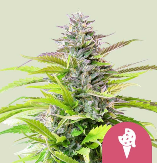 Blühende Cookies Gelato Cannabispflanze mit violett-grünen Buds, hellem Laub und Eiscreme-Icon unten rechts.