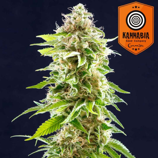 Cookies Haze Blüte mit dichten grünen Knospen, weißen Trichomen und orangefarbenen Härchen