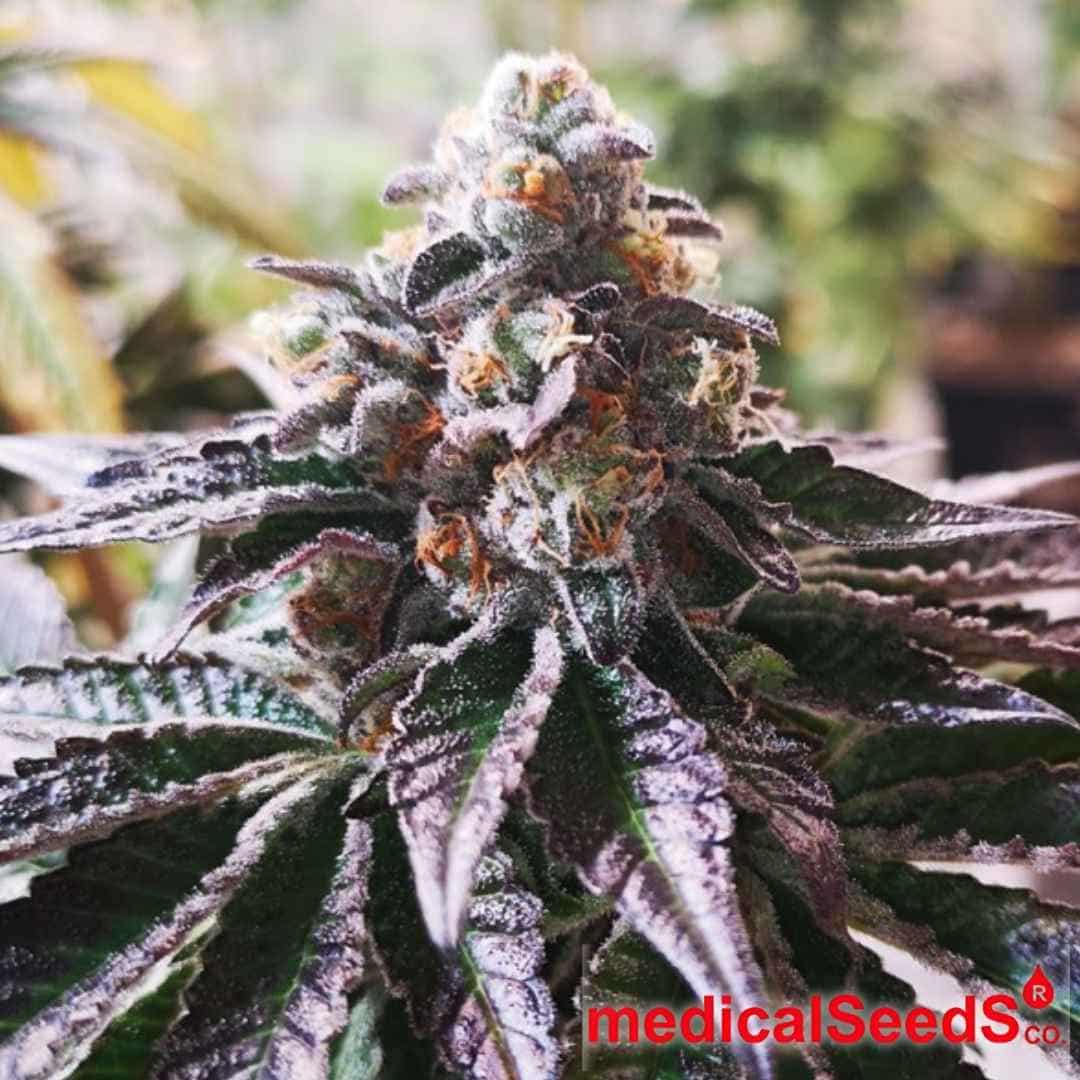Reife Cannabisblüte von Cookies Purple Punch mit violetten Blättern, dichten Buds und sichtbaren Trichomen