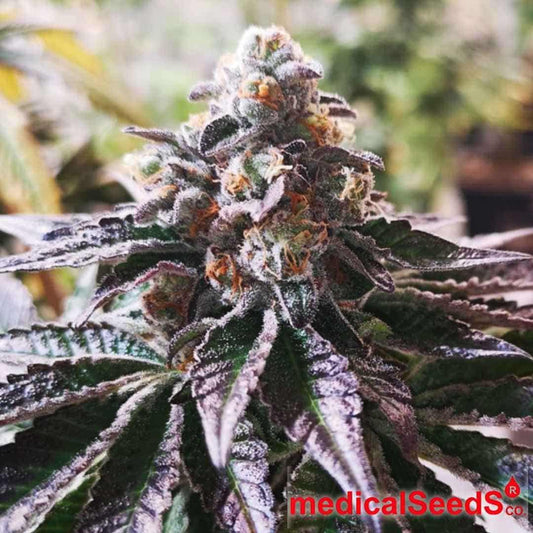 Reife Cannabisblüte von Cookies Purple Punch mit violetten Blättern, dichten Buds und sichtbaren Trichomen