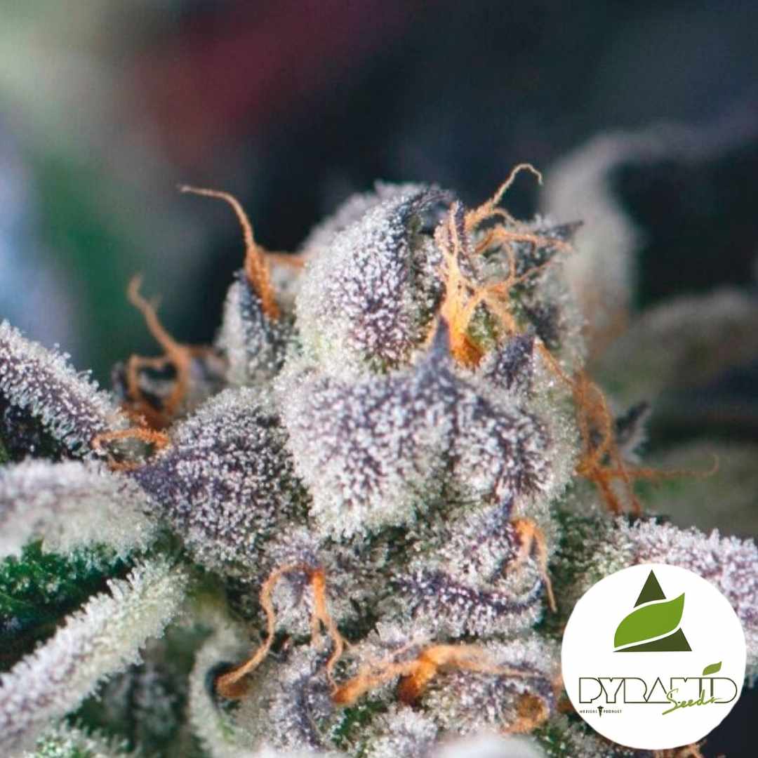 Frostige Cookies USA Bud mit violetten Nuancen und orangefarbenen Blütenhaaren