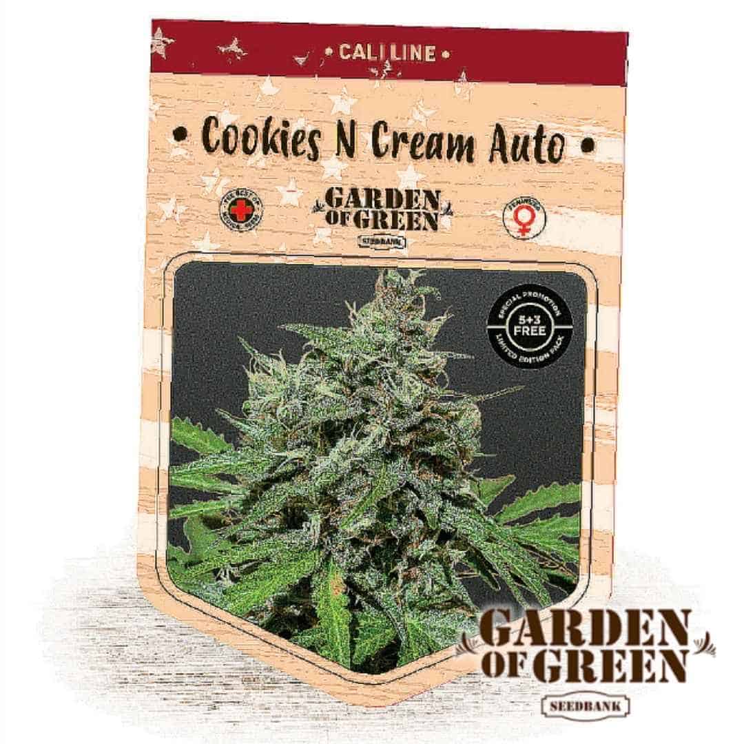 Auto Cookies n' Cream Bud mit dichten, harzigen Blüten und kräftigen grünen Zuckerblättern