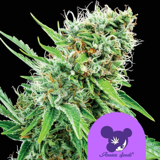 Dichte Copacobana Blüte mit leuchtend grünen Blättern, weißen Trichomen und orangefarbenen Blütenhärchen.