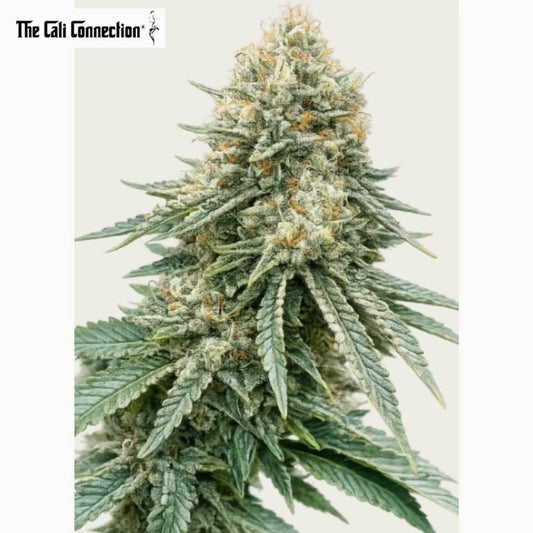 Dichte Corleone Kush Hauptblüte mit starkem Trichombesatz, orangefarbenen Blütenfäden und schmalen Zuckerblättern.