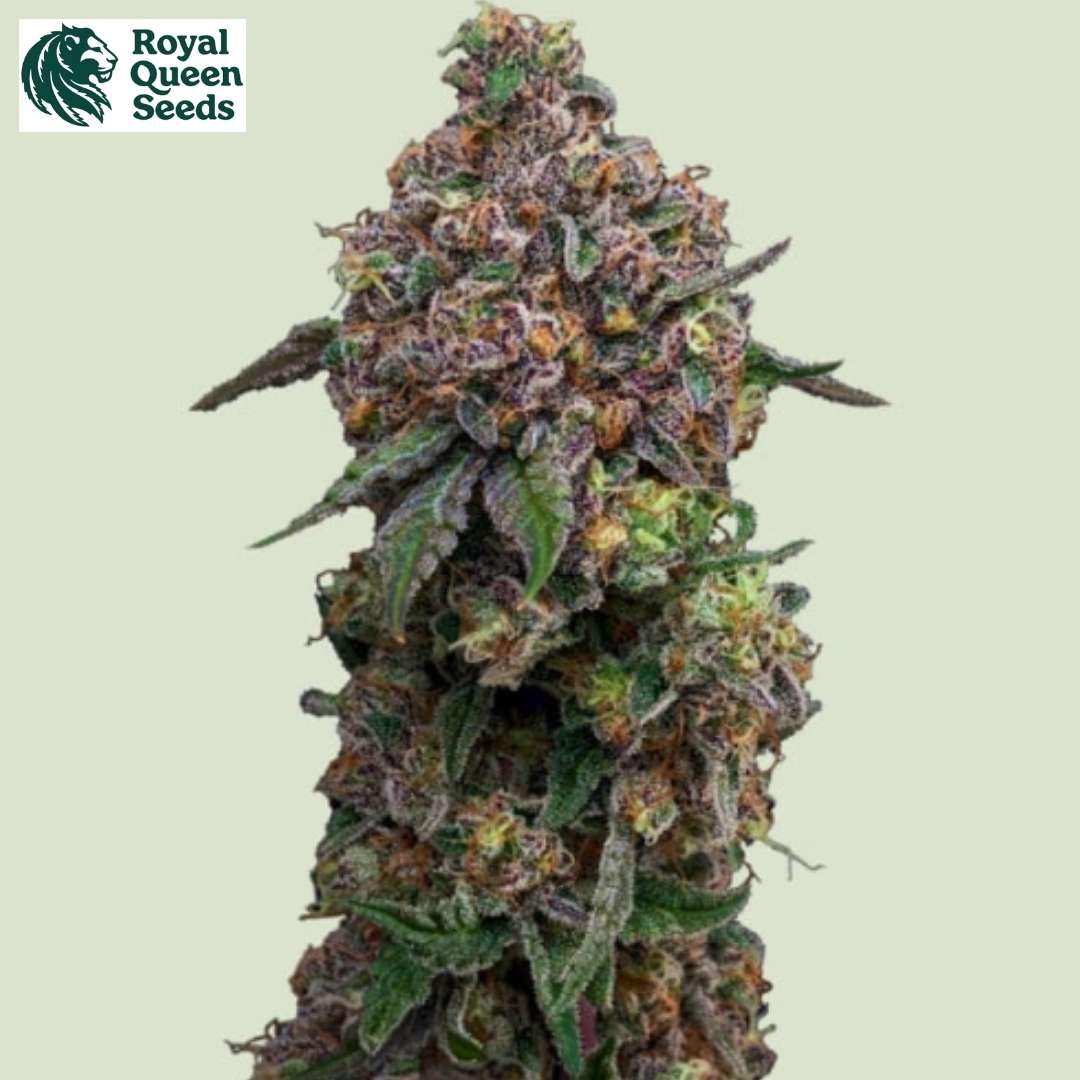 Cosmic Cheddar F1 Blüte mit dichten, harzigen Buds und violett-grünen Blättern